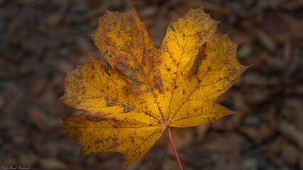 piękny jesienny liść klonu