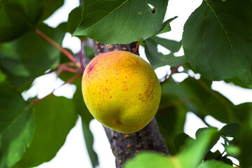 Big ripe apricot on a tree in the garden, growing apricots