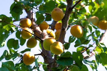 Apricots in the garden on a tree. Abundant harvest of apricots