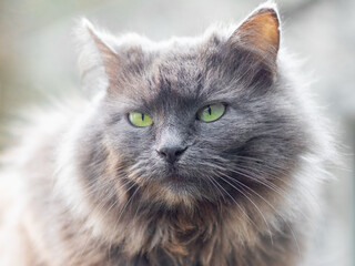 Naklejka na ściany i meble Gray fluffy cat close up on a light blurred background