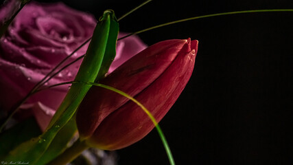 piękny czerwony tulipan na tle róży i czarnego tła