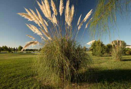 Landscaping and garden design. Ornamental grasses. View of Cortaderia selloana, also known as Pampas grass, green leaves and yellow flowers, spring blooming in the park. 