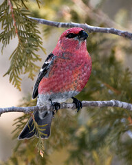 Pine Grosbeak Stock Photo. Male bird close-up profile view, perched  with a blur background in its environment and habitat. Image. Picture. Portrait. Image. Picture. Portrait.