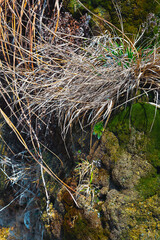 Texture of moss and dry grass on a stone slope in sunlight, vertical frame, vegetable background