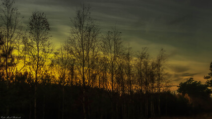 piękny zachód słońca nad leśnymi drzewami