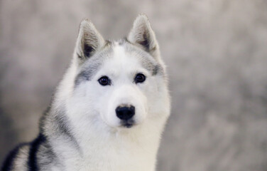 Serious look of a gray and white Siberian Husky dog