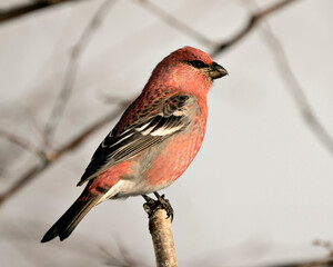 Pine Grosbeak Stock Photo.  Male bird close-up profile view, perched  with a blur background in its environment and habitat. Image. Picture. Portrait