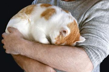 Ginger and white cat sleeping on it's owner's arms. Love between human and cat concept. Selective focus.