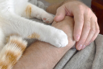 Fototapeta premium Ginger and white cat laying on owner's chest putting the paw on it's owner's arm. Selective focus on cat paw. Love between cat and human concept.