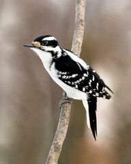 Woodpecker Stock Photos. Close-up profile view perched on tree branch and displaying feather plumage in its environment and habitat in the forest with a blur background. Image. Picture. Portrait.