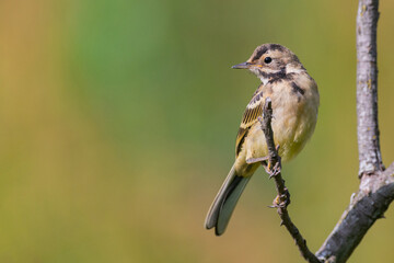 Birds - Yellow Wagtail Motacilla flava. Sitting on a stick