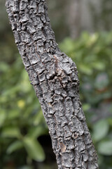 Close-up of a straight tree trunk with rough, cracked grey bark. Green foliage out of focus in the background