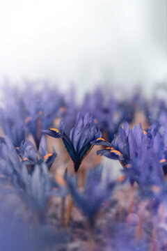 Close-up of purple iris flowers in early Spring. Shallow depth of field with soft focus and blur. Magical scenery with floating dust particles in the air