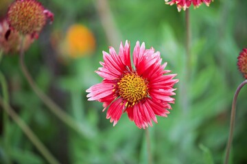 Nahaufnahme Blumenblüte