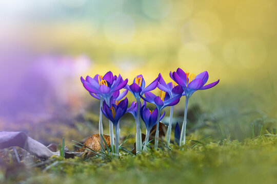 Macro of a bunch of purple early Spring crocuses. Shallow depth of field with soft focus, blur and bokeh bubbles in the background. Sun shining during a sunny Spring day