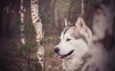 Cute Alaskan Malamute girl portrait. Dog in a birch tree grove. Autumnal climate in the wilderness. Selective focus on the eyes, blurred background.