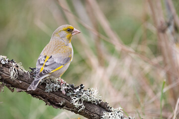 Naklejka premium European greenfinch Chloris chloride or common greenfinch is a small songbird