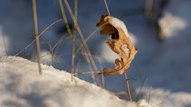 liść, śnieg, zima