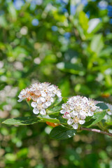 White flowers of a flowering Bush of black-fruited mountain ash in summer