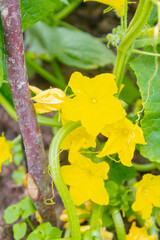 Cucumber embryo with a yellow flower on a branch