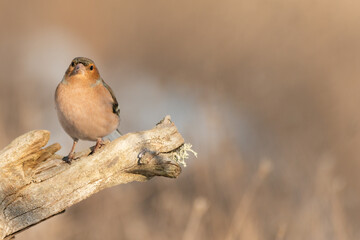 Male of the common chaffinch Fringilla coelebs