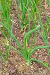 Green onions grow in the garden in the summer