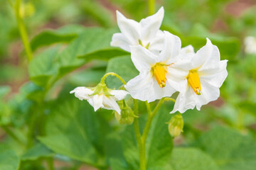Potato blooms with white flowers on the beds in summer