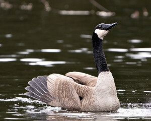 Canadian Geese Photo. Canadian Geese close-up profile view swimming in the water with spread wings in its habitat and environment. Image. Picture. Portrait.