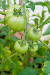 Small green tomatoes ripen in the greenhouse in summer