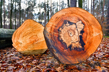 Tree trunks cut in the forest