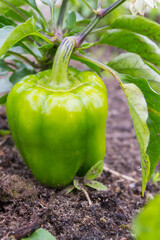 Green delicious sweet pepper grows in the garden in the summer