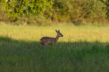 Samica Sarna Koza Capreolus spaceruje na zielonej łące, słoneczna ciepła łąka w rezerwacie...