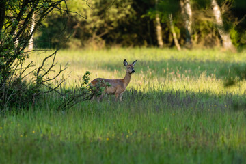 Samica Sarna Koza Capreolus spaceruje na zielonej łące, słoneczna ciepła łąka w rezerwacie...