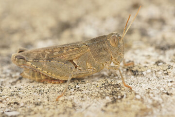 Detailed closeup of the Italian locust, Calliptamus italicus ,  in the Gard, France