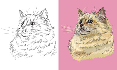 Vector illustration portrait of cute Ragdoll cat © alinart