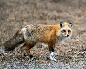 Red Fox Photo Stock. Unique fox close-up side profile view looking at camera in the spring season in its environment and habitat with blur background. Fox Image. Picture. Portrait. Photo