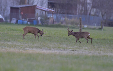 Rehb&ouml;cke drohen einander 