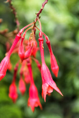 Fuchsia Triphylla plant in the garden