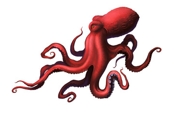 Obraz premium Octopus red large with long tentacles and suckers illustration realism isolate.