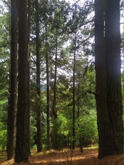 Obraz premium path in the forest