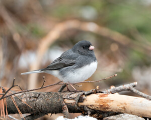 Junco Stock Photo. Perched on a branch displaying grey feather plumage, head, eye, beak, feet, with a blur background in its environment and habitat.