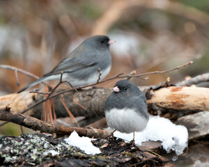 Junco Stock Photo. Birds perched on a branch displaying grey feather plumage, with a blur background in  their environment and habitat. One blur bird in the background.