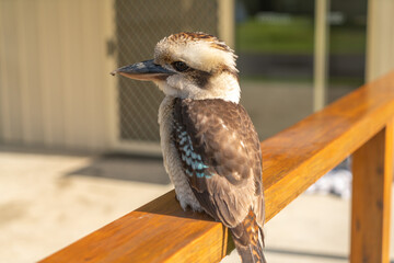 Kookaburra at Cabin in the Forest