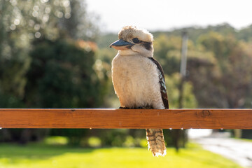 Kookaburra at Cabin in the Forest