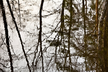 Reflection of trees in flowing water 