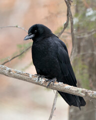 Raven Photo Stock. Perched on a tree branch with blur forest background in its environment and habitat. Image. Picture. Portrait.
