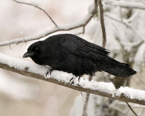 Raven Photo. Raven bird perched on a branch with snow and a blur forest background with falling...