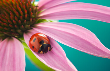 red ladybug on Echinacea flower, ladybird creeps on stem of plant in spring in garden in summer © Chepko Danil