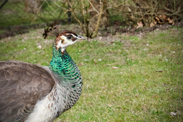 Peacock from the castle garden - female