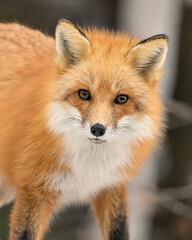 Fototapeta premium Red Fox Photo Stock. Fox Image. Head shot close-up profile view with a blur background in the forest looking at the camera displaying fur, head, ears, eyes, nose, in its habitat and environment.